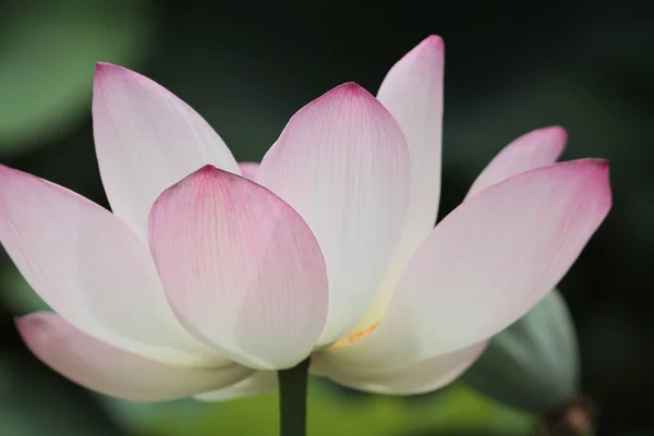 Bloei Lotus Met Blad Zomer — Stockfoto
