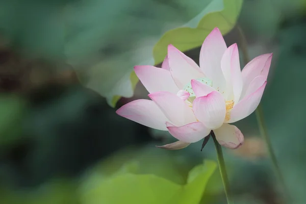 Lotus Flower Lotus Flower Plants — Stockfoto