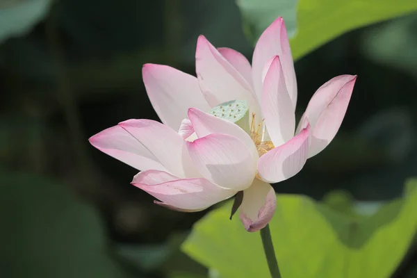 Bloom Lotus Leaf Summer — Stock Photo, Image