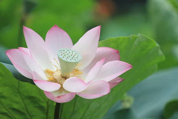 Lotus Flower Lotus Flower Plants — 图库照片