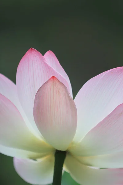 the bloom lotus with leaf in summer
