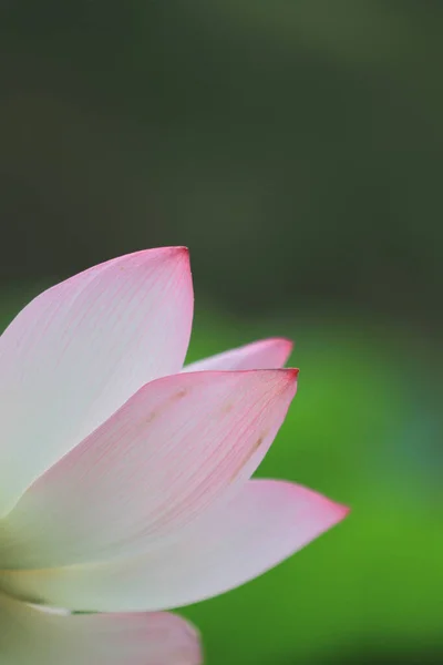 Kwiat Lotosu Liściem Lecie — Zdjęcie stockowe