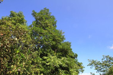 25 Haziran 2011 Yüksek hurda zirve yürüyüşü manzarası, Hong Kong 