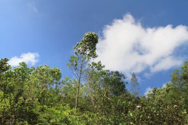 25 Haziran 2011 Yüksek hurda zirve yürüyüşü manzarası, Hong Kong 