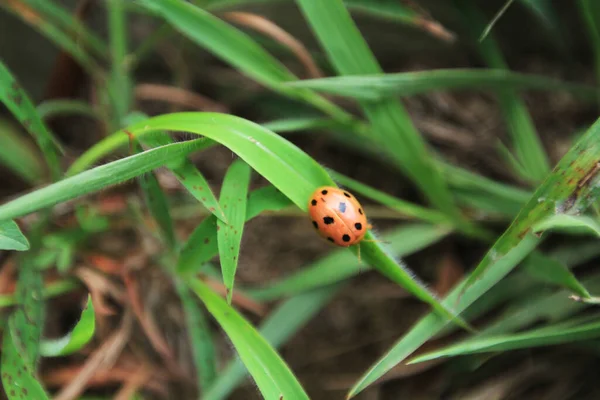 Het Kleine Insect Het Lieveheersbeestje Aan Het Blad — Stockfoto