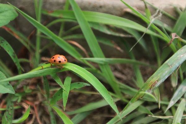 Small Insehl Ladybug Leaf — стоковое фото