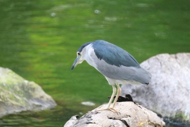 Black crowned night heron waiting at pond edge for a fish