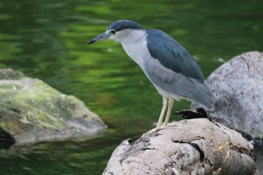 Black crowned night heron waiting at pond edge for a fish