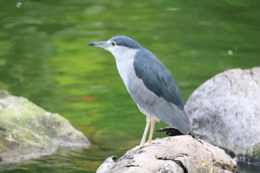 Black crowned night heron waiting at pond edge for a fish