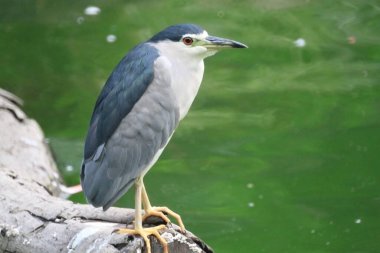 Black crowned night heron waiting at pond edge for a fish