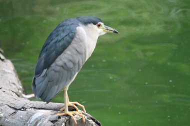 Black crowned night heron waiting at pond edge for a fish