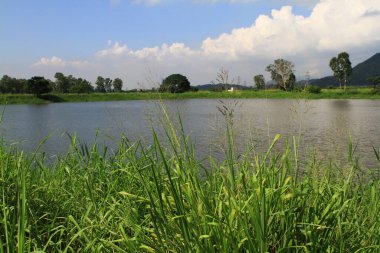 23 Temmuz 2011 Shan Pui Tsuen 'deki balık havuzu, hk