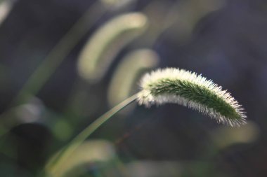 Yazın uzun otlar ve çimenlerdeki çiviler aydınlatılmış arka plan güneşidir..