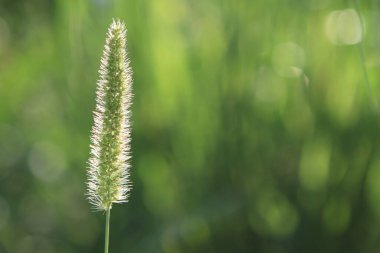 Yazın uzun otlar ve çimenlerdeki çiviler aydınlatılmış arka plan güneşidir..