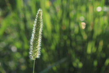 Yazın uzun otlar ve çimenlerdeki çiviler aydınlatılmış arka plan güneşidir..