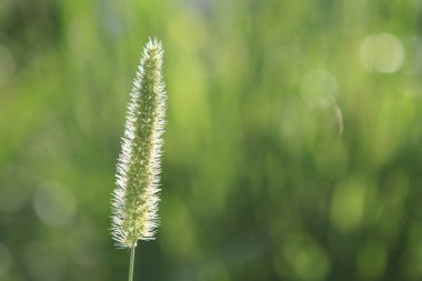 Yazın uzun otlar ve çimenlerdeki çiviler aydınlatılmış arka plan güneşidir..