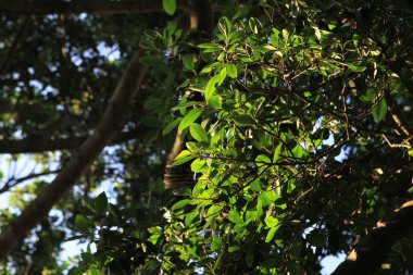Yazın 23 Temmuz 2011 Ormanı ve yeşillik. Ağaçlar ve çalılar..