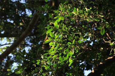 Yazın 23 Temmuz 2011 Ormanı ve yeşillik. Ağaçlar ve çalılar..