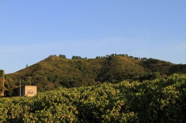 23 Temmuz 2011 'de mangrov ağaçları kıyı erozyonunu önlemek için dikilmiştir.