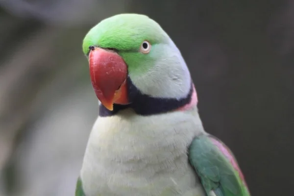 黄大仙公园美丽的绿鹦鹉 — 图库照片