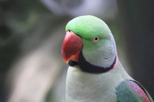 黄大仙公园美丽的绿鹦鹉 — 图库照片