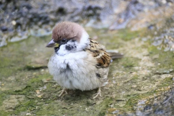 Serçe Kuş Ağaç Dalına Tünemiş Serçe Ötücü Kuşu — Stok fotoğraf