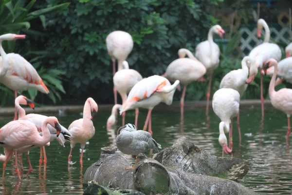 Flamingo Pembe Hong Kong Kabilesi Hayvanat Bahçesi Parkı — Stok fotoğraf