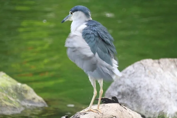 Okt 2011 Schwarzkopfreiher Wartet Teichrand Auf Einen Fisch — Stockfoto