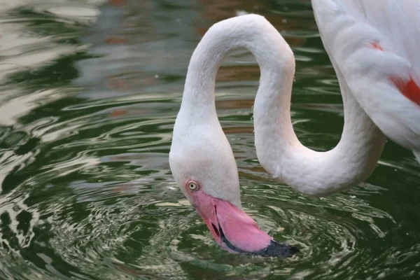 Flamingo Pink Hong Kong Water Tripical Group Zoo Park — Stock Photo, Image