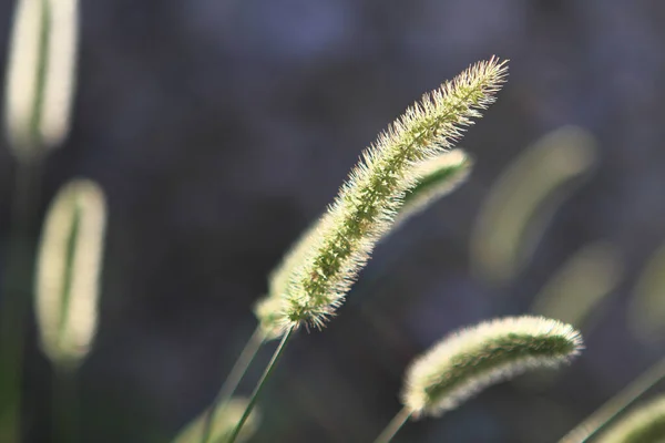 Sommar Högt Gräs Och Spikar Gräsmattan Tänds Bakgrundsbelyst Sol — Stockfoto