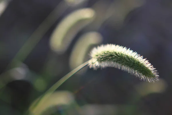 Sommer Hohes Gras Und Spikes Auf Dem Rasen Werden Hinterleuchtet — Stockfoto