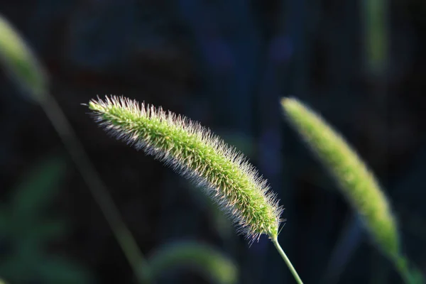 Letnia Wysoka Trawa Kolce Trawniku Oświetlone Podświetlonym Słońcem — Zdjęcie stockowe