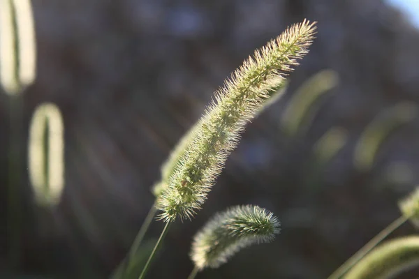 夏の背の高い草と芝生の上のスパイクはバックライト付き太陽 — ストック写真