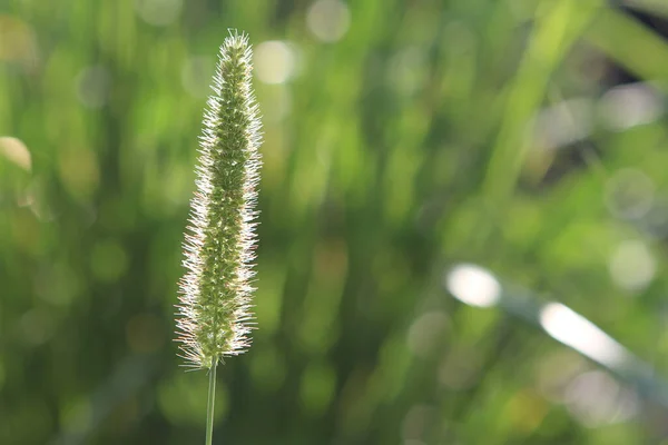 夏の背の高い草と芝生の上のスパイクはバックライト付き太陽 — ストック写真