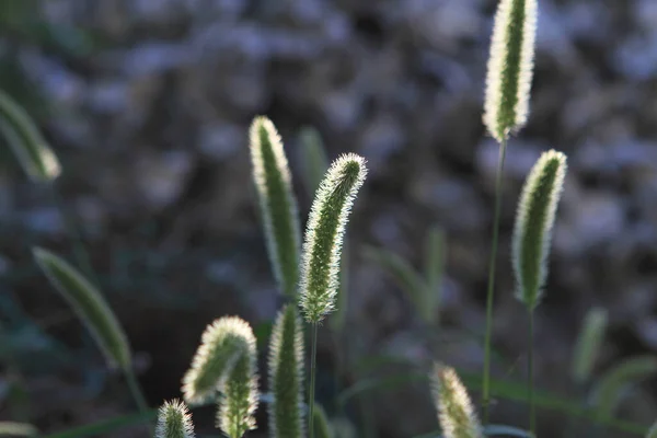 夏の背の高い草と芝生の上のスパイクはバックライト付き太陽 — ストック写真