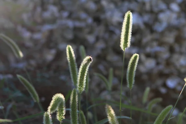 Sommar Högt Gräs Och Spikar Gräsmattan Tänds Bakgrundsbelyst Sol — Stockfoto