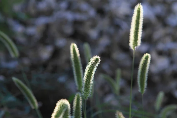 Zomer Hoog Gras Spikes Het Gazon Zijn Verlicht Achtergrondverlichting Zon — Stockfoto