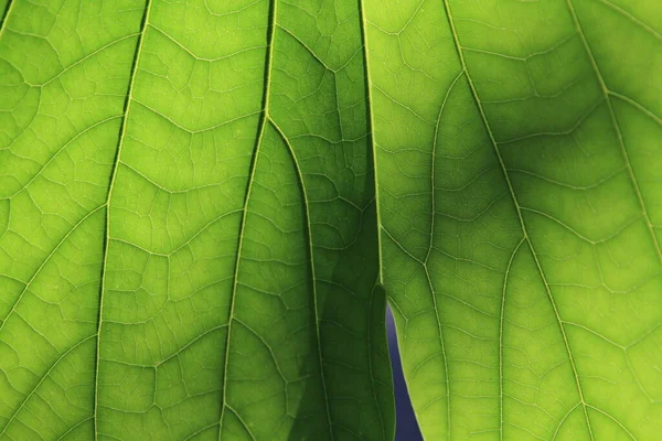 Juli 2011 Bladeren Van Een Loofboom Worden Geel Het Begin — Stockfoto