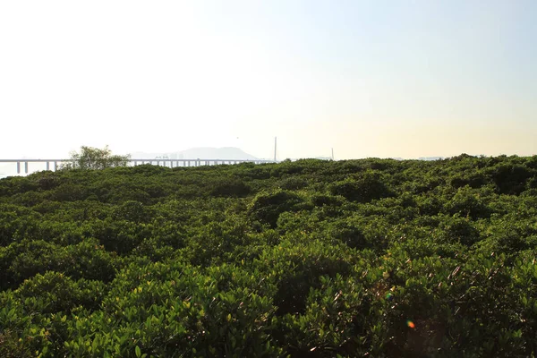 Juli 2011 Mangrovebomen Worden Aangeplant Kusterosie Voorkomen — Stockfoto