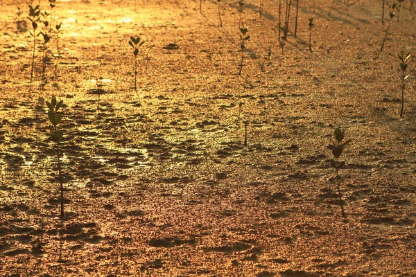 Juli 2011 Het Landschap Van Weland Coaastline Bij — Stockfoto