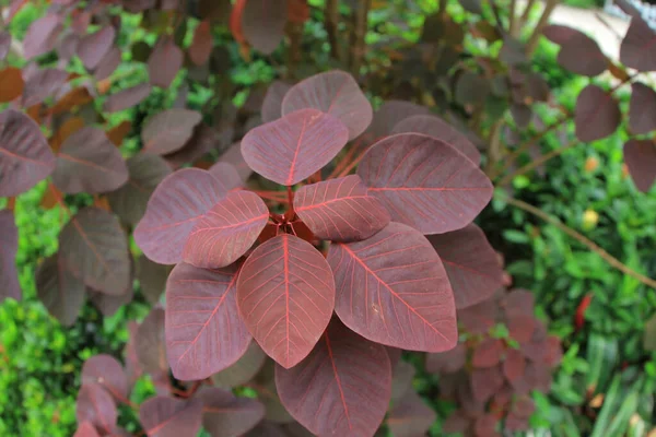 植物叶子的鱼眼透镜 — 图库照片