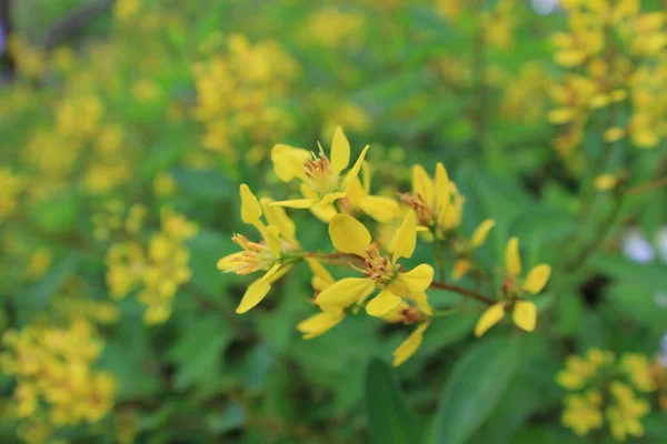 Żółte Tropikalne Kwiaty Parku — Zdjęcie stockowe