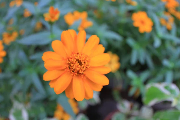 Çiçek Açarken Bahçede Sarı Bir Zinnia Çiçeği — Stok fotoğraf