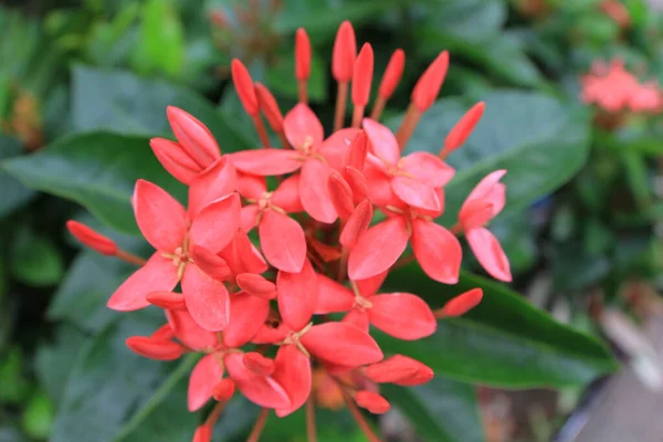 Kwiat Rubiaceae Kwiat Ixora Coccinea Ogrodzie — Zdjęcie stockowe