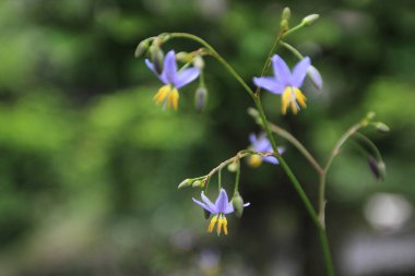 Bahçede çiçekli Mavi Flax Lily bitkisi
