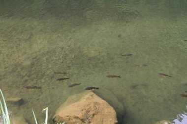 18 Nisan 2011 Shihfen, Pingxi Bölgesi, Tayvan. 