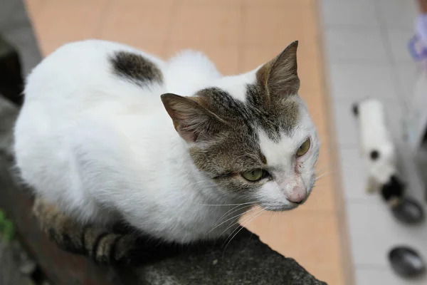 April 2011 Die Straßenkatze Der Jiufen Old Street Taipei Taiwan — Stockfoto