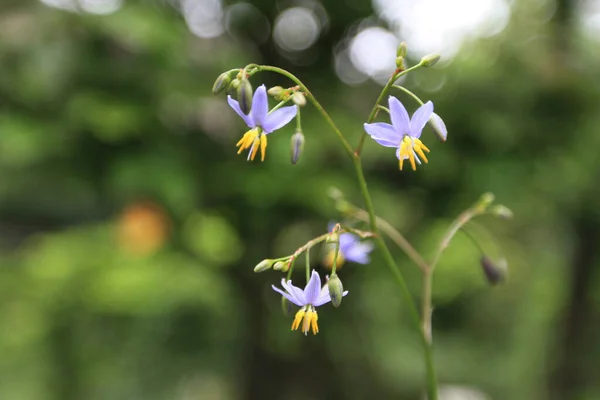 Modrá Len Lily Rostlina Květinami Zahradě — Stock fotografie