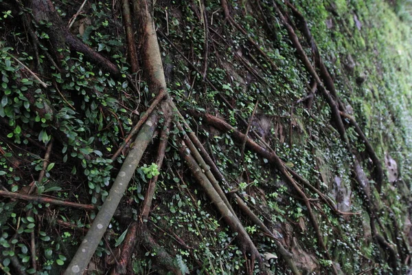 April 2011 Climbing Plant Ivy Former Wall Stone His Nake — Stock Photo, Image