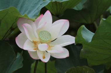 a Lotus flower and Lotus flower plants